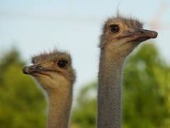 Vogel Strauß